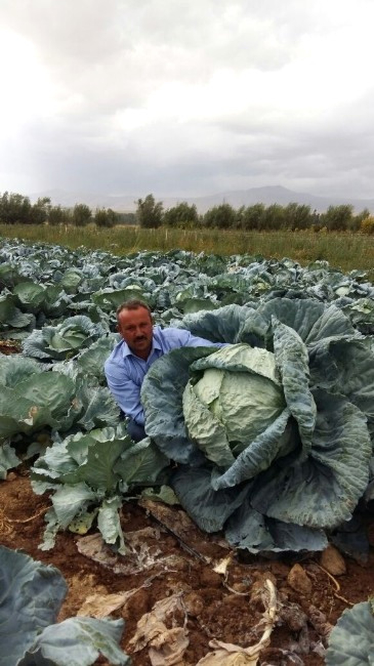 Lahana Üreticisinin Yüzü Gülüyor