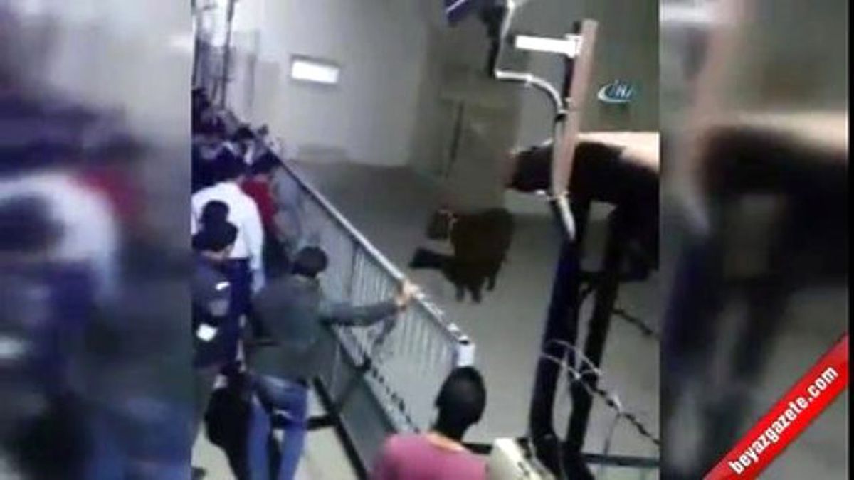 Öğrenci Yurdunun Bahçesinde Boğa Paniği! Zorla Etkisiz Hale Getirildi