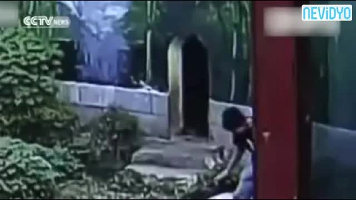 Panda, Kafesine İzinsiz Giren Adamı Güreşerek Kaçırdı