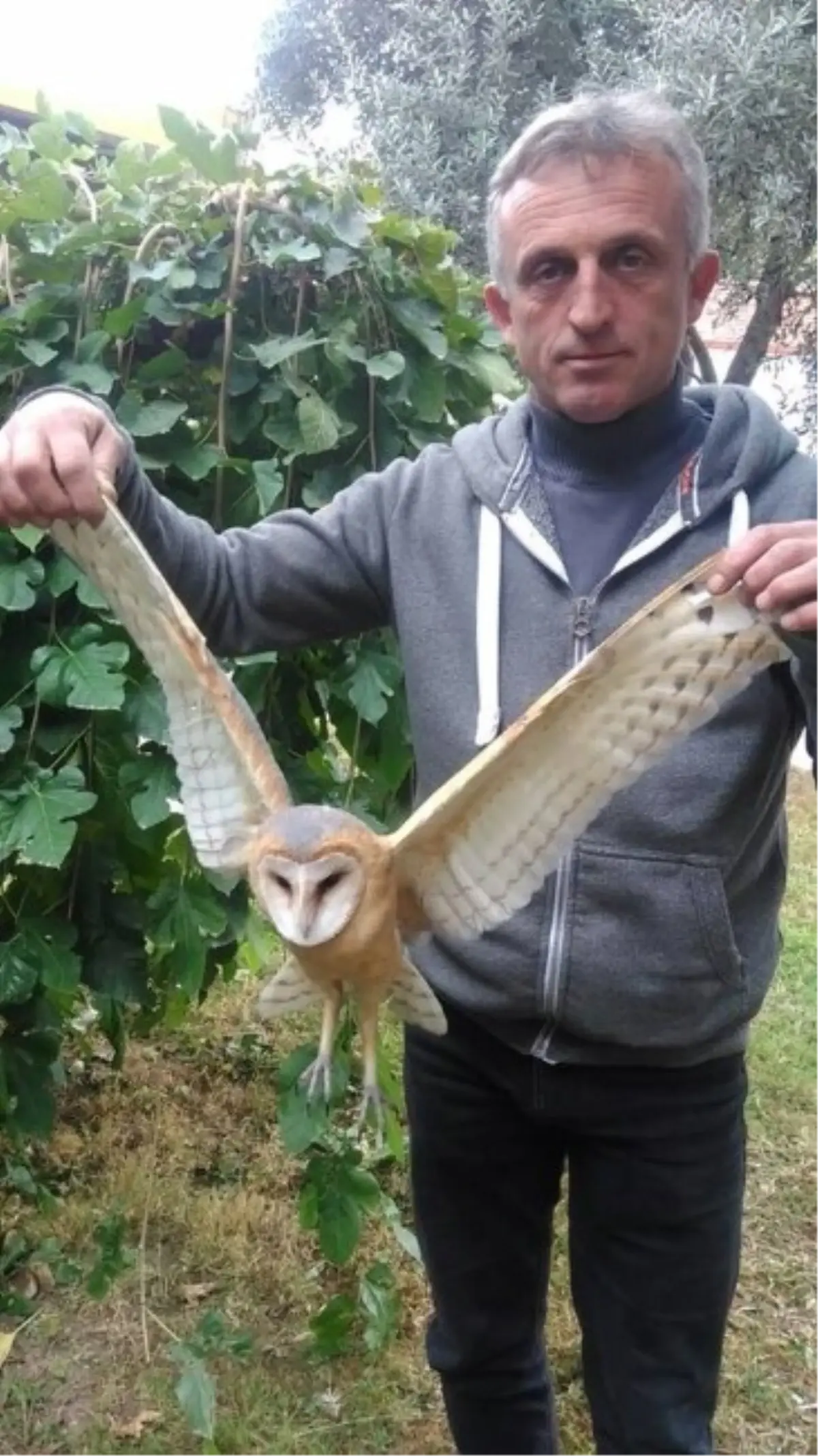 Yaralı "Peçeli Baykuş" Koruma Altına Alındı