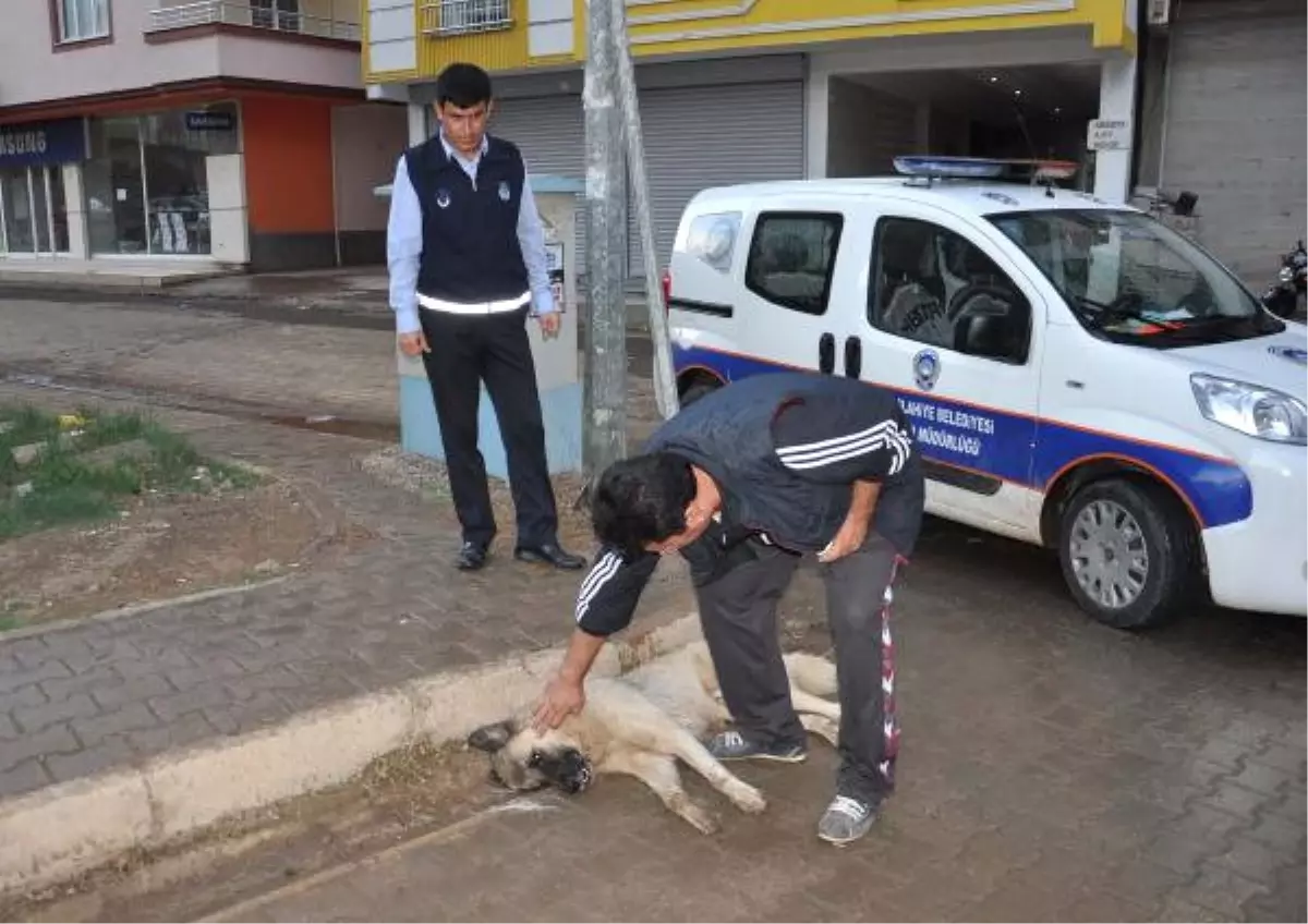 Zehirlenen Köpek Kurtarılamadı