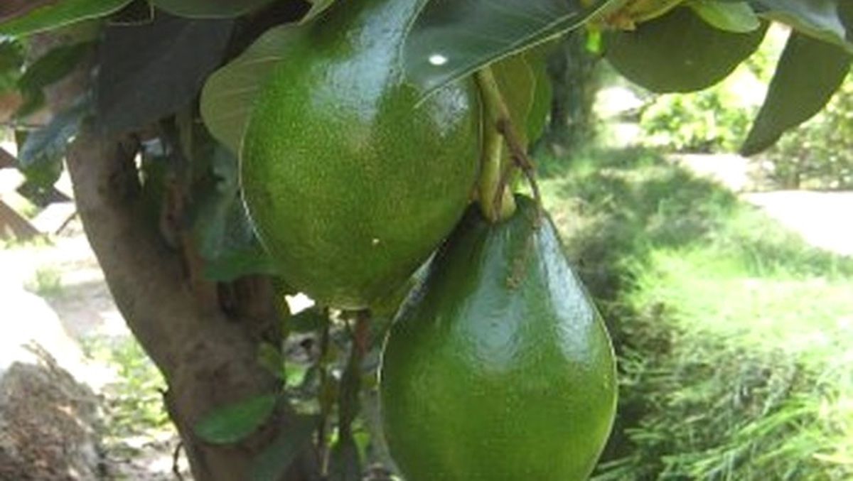 Anamur\'da Avokado Üretilecek