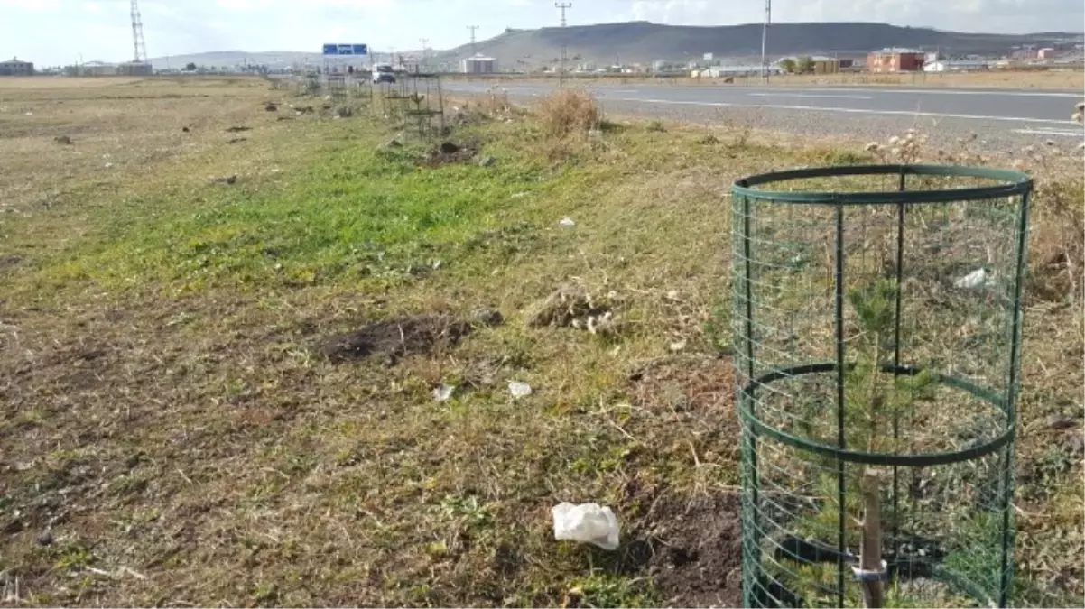 Ani Ören Yeri Karayolu Kenarına Dikilen Fidanlara Kafes Telli Koruma