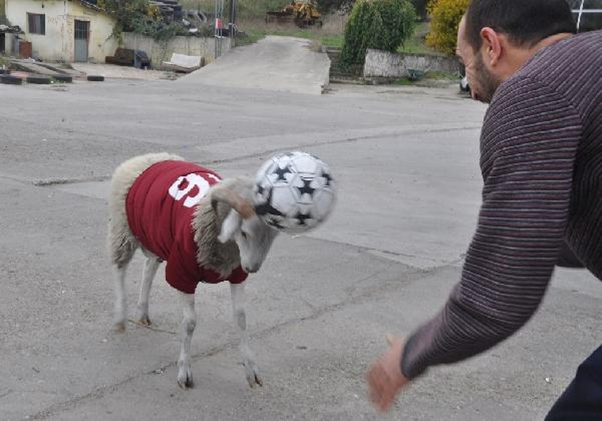 Bayramda Kesmeyip Beslediği Koç, Oyun Arkadaşı Oldu