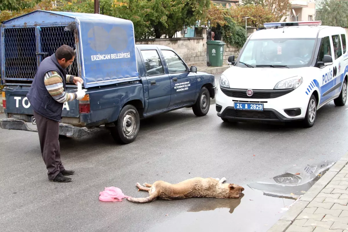 Çocuklara Saldıran Köpekleri Tüfek ile Vurdu