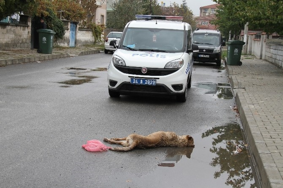 Erzincan\'da Çocuklara Saldıran 2 Sokak Köpeği Öldürüldü