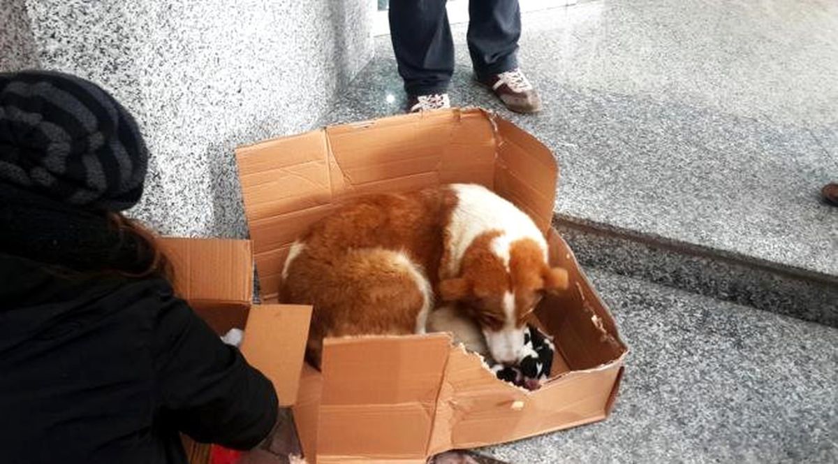 Esnafın Dikkati Köpekleri Kurtardı