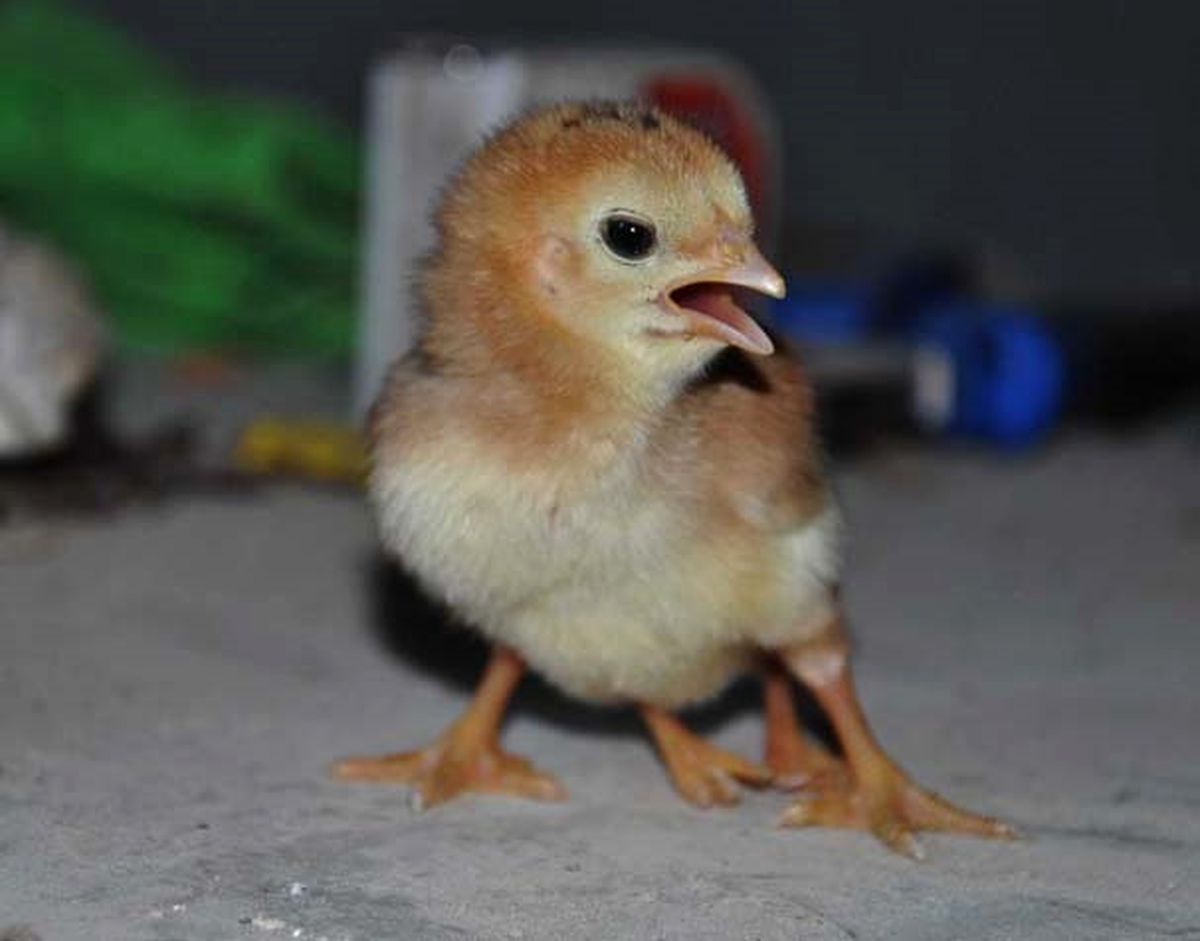 Gaziantep'te Yumurtadan 4 Ayaklı Civciv Çıktı!