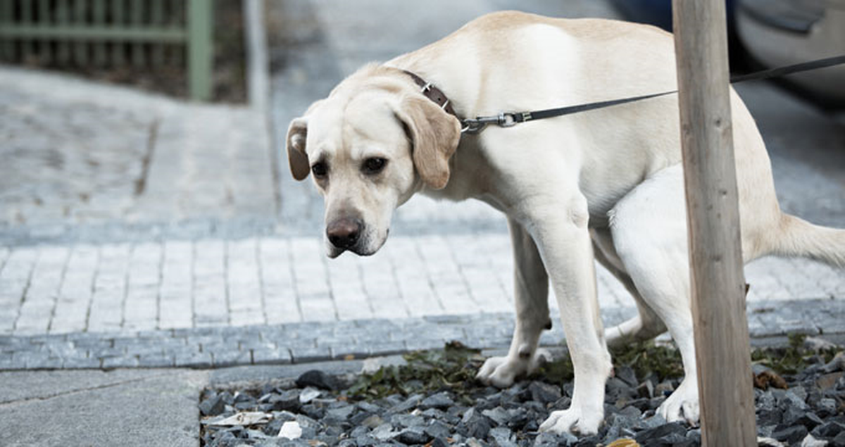 İspanya'da Köpek Dışkısına Karşı DNA ile Savaş