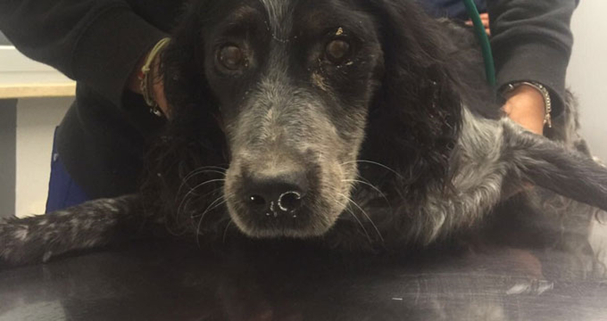 İtalya'da Bir Köpek, Depremden 35 Saat Sonra Enkazdan Sağ Çıkarıldı