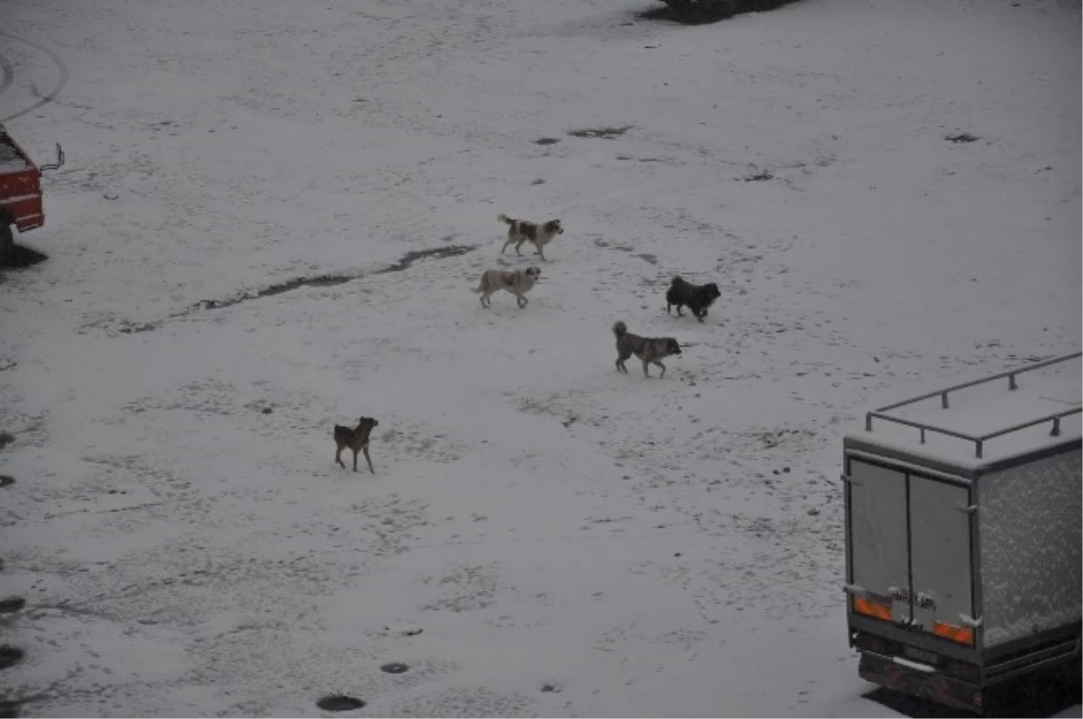Kars\'ta Kar Yağışı Etkili Oluyor