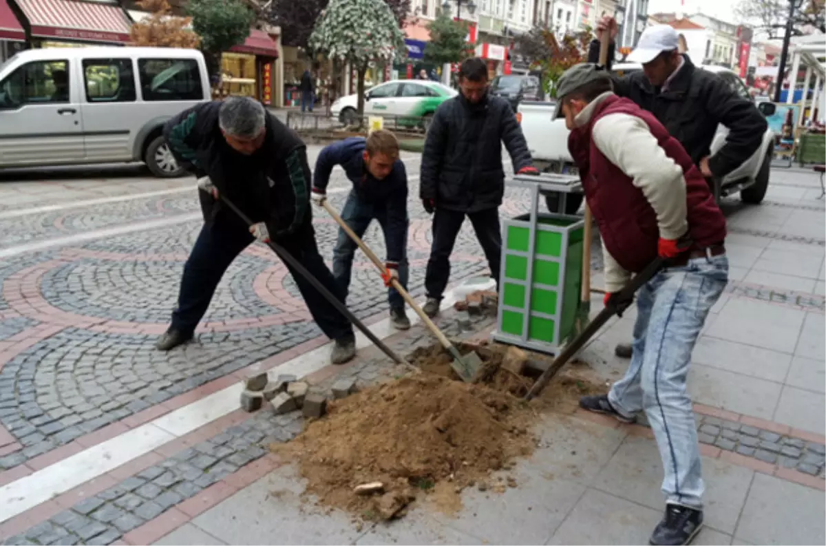 Kırılan Ağacın Yerine Fidan Dikildi