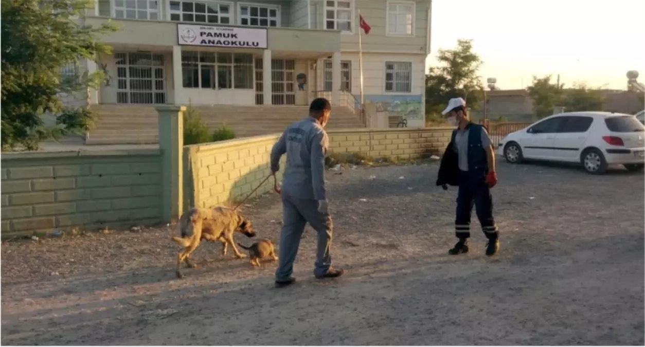 Muş\'ta Başı Boş Köpeklerle İlgili Şikayetler Azaldı