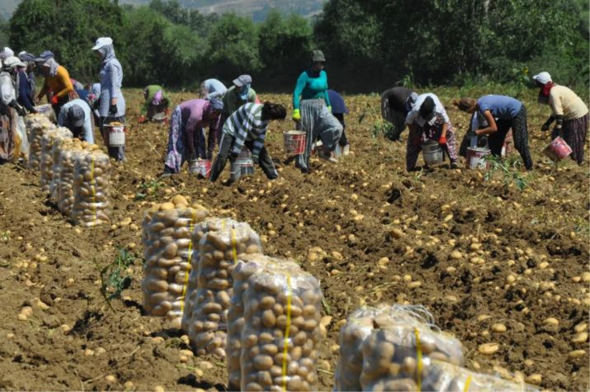 Patates Üreticilerinin Sorunları