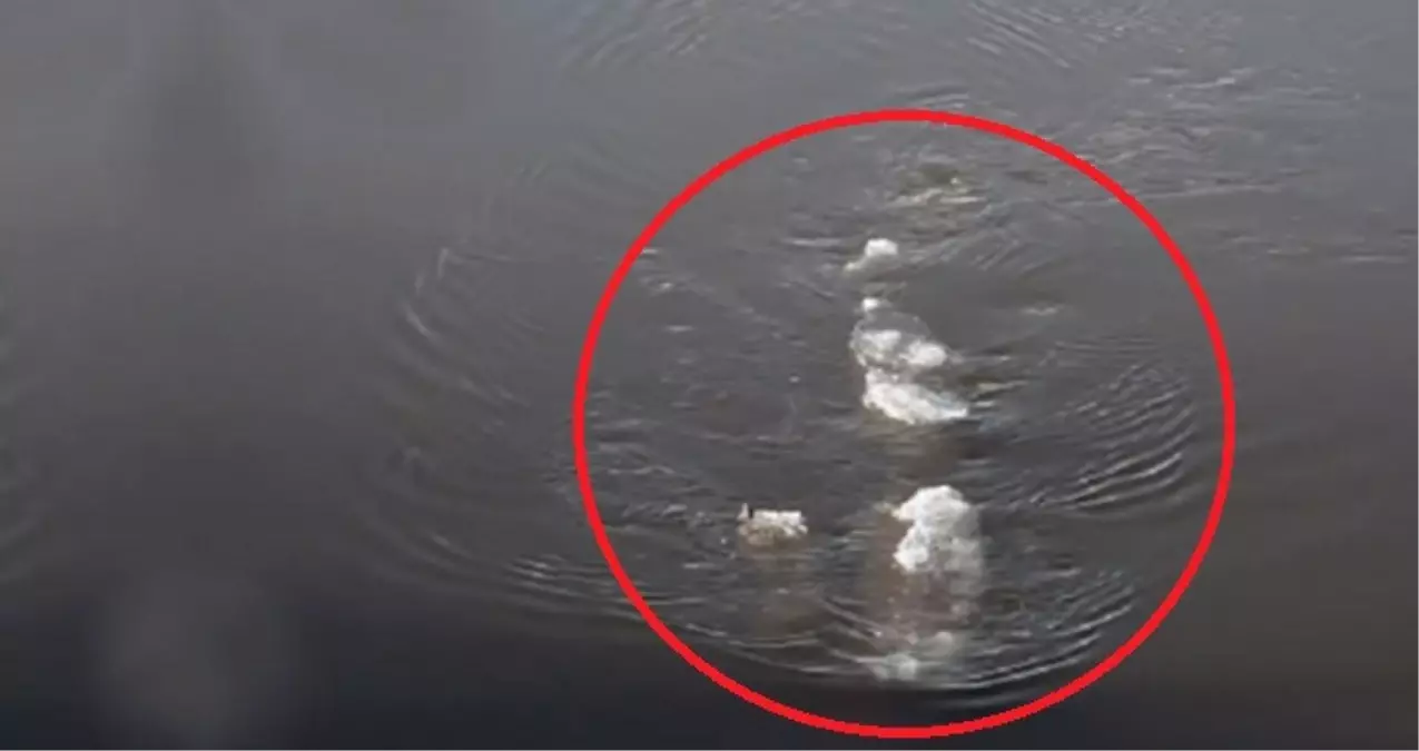 Chena Nehrinde Dev Bir 'Buz Canavarı' Görüldü