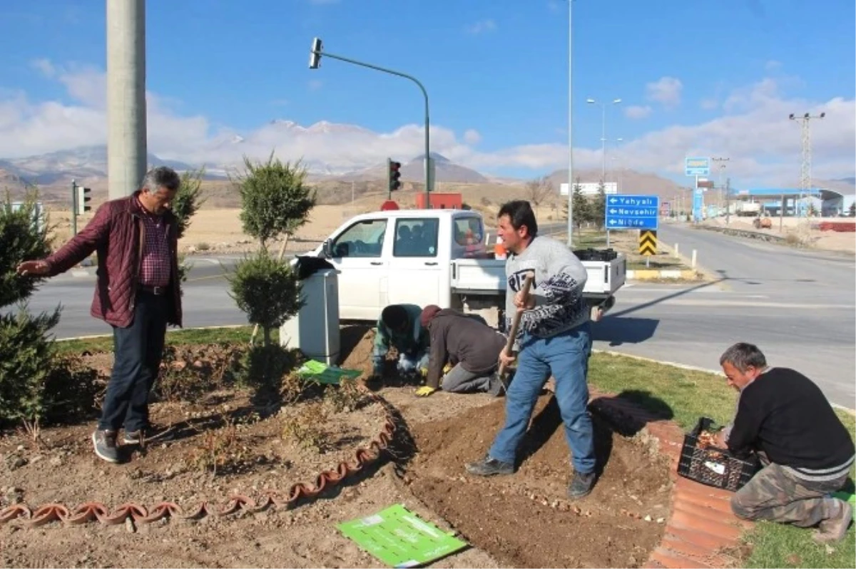 Develi Belediyesi 55 Bin Adet Lale Ekimi Yapacak