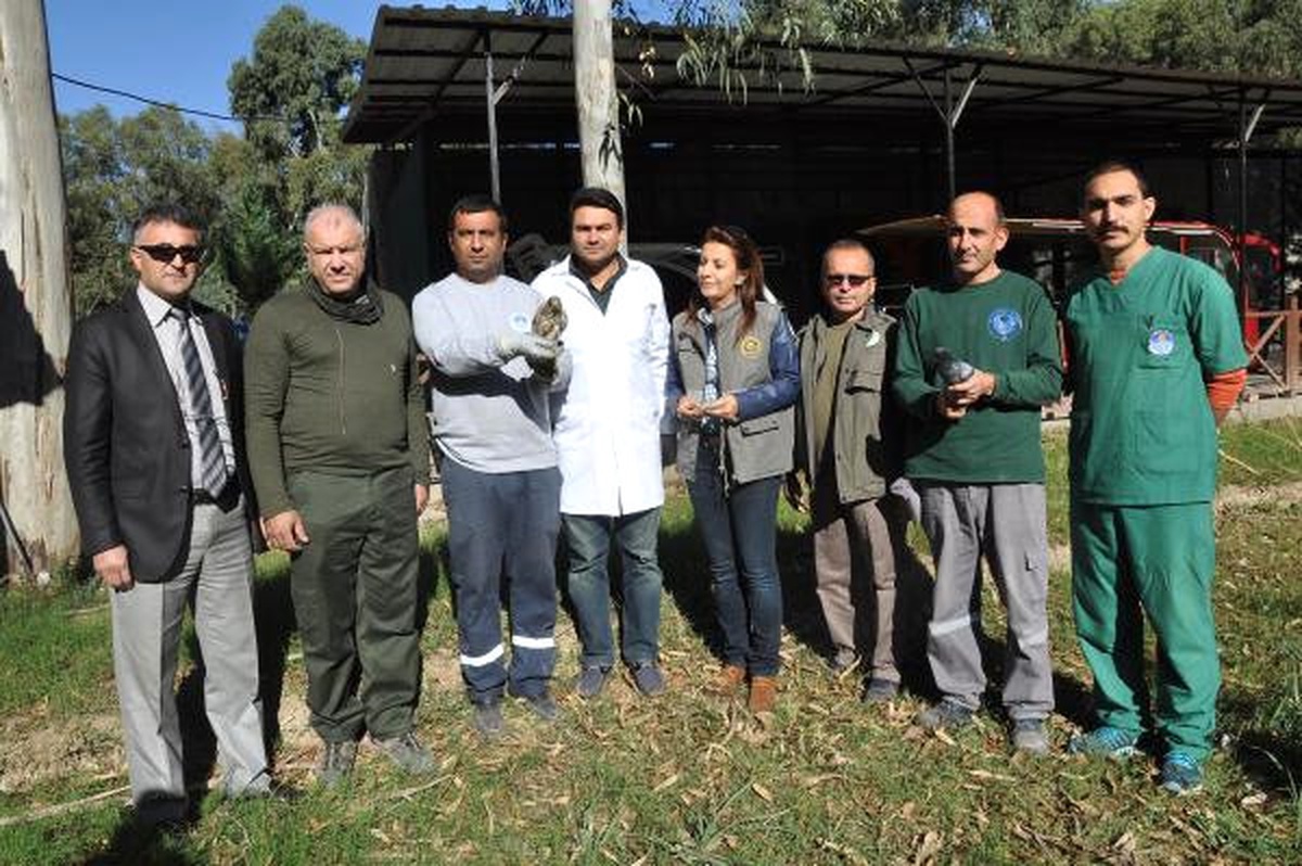 Gözleri Dikilip, Bantlanan Kuşlar Doğaya Bırakıldı
