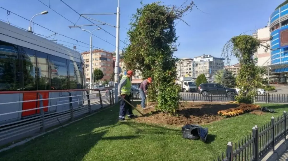 Güngören, Kış Çiçekleriyle Renkleniyor