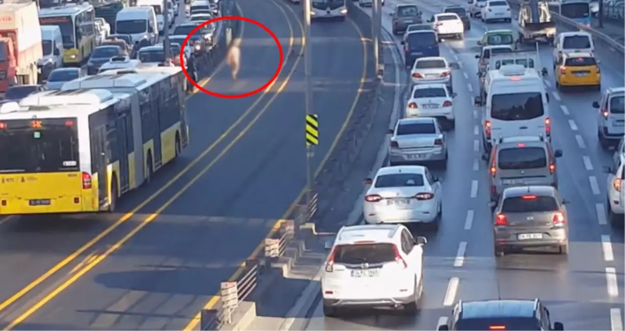 Metrobüs Yoluna Çırılçıplak Daldı, Kendisini Metrobüsün Önüne Attı