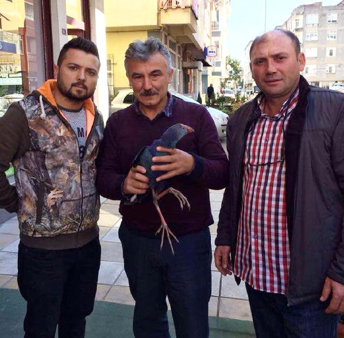 Yaralı Saz Horozu Tedavisinin Ardından Doğaya Bırakıldı