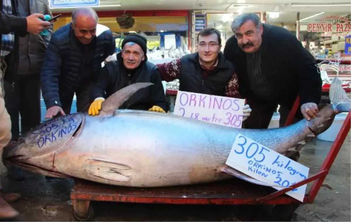 305 Kiloluk Orkinosa Yoğun İlgi