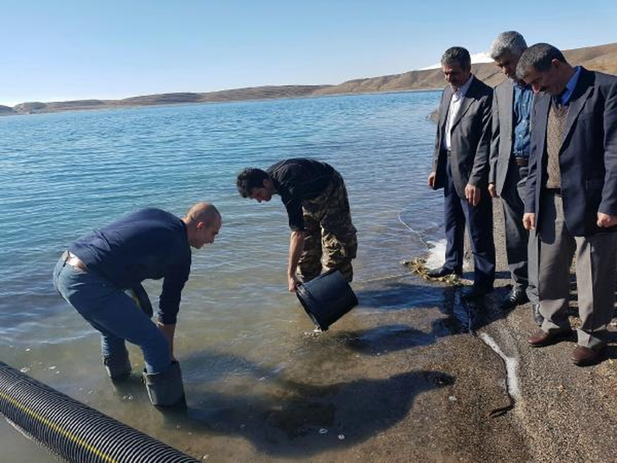 Aygır Gölü\'ne 50 Bin Sazan Yavrusu Bırakıldı