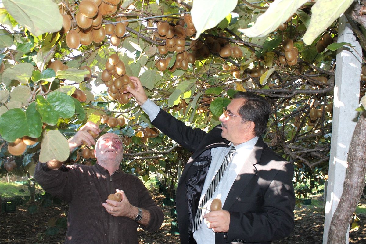 Bartın\'da Kivi Hasadı