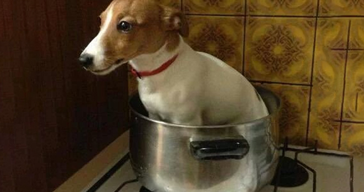 İngiliz Taraftar Çıldırdı: Mourinho Kovulmazsa Köpeğimi Öldüreceğim