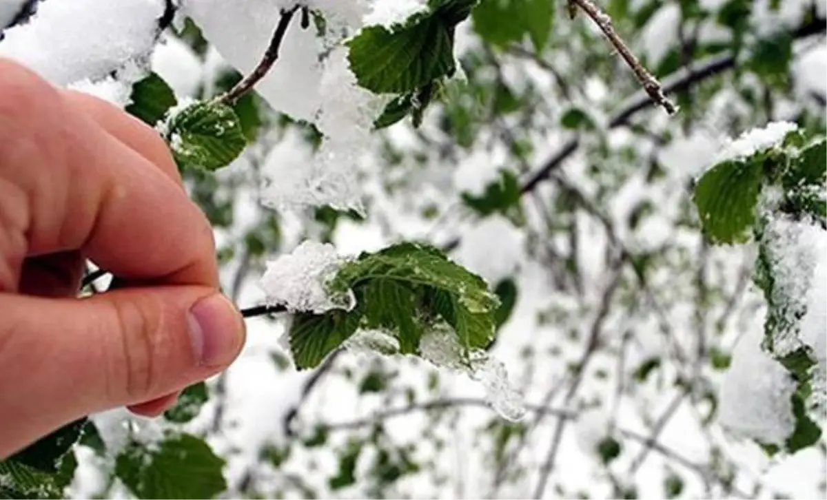 Meteorolojiden Zirai Don Uyarısı