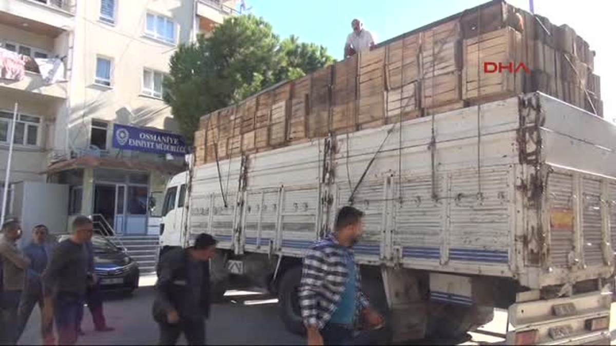 Osmaniye Meyve Kasalarından Esrar Çıktı