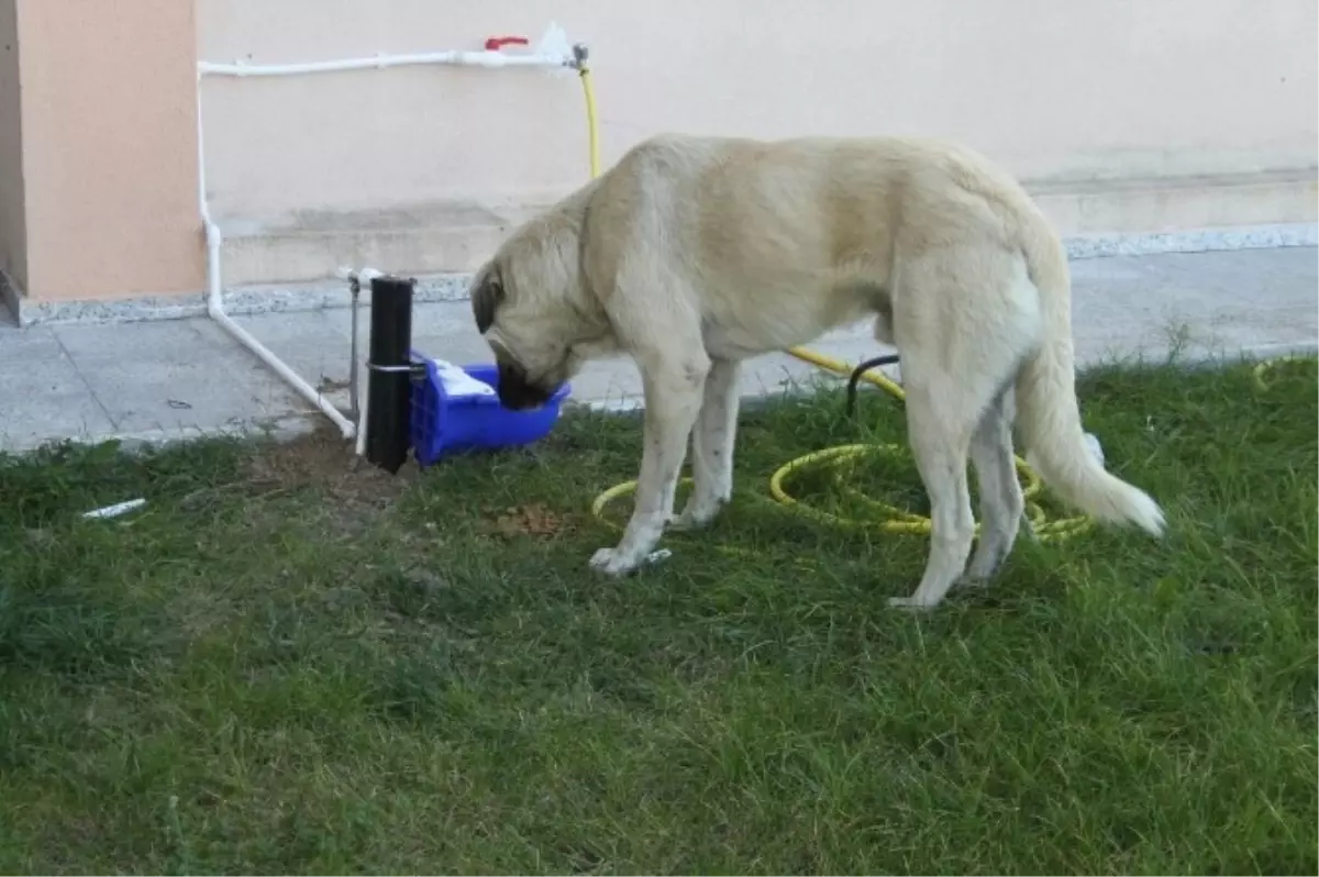 Sokak Hayvanlarına Duyarsız Kalmadılar