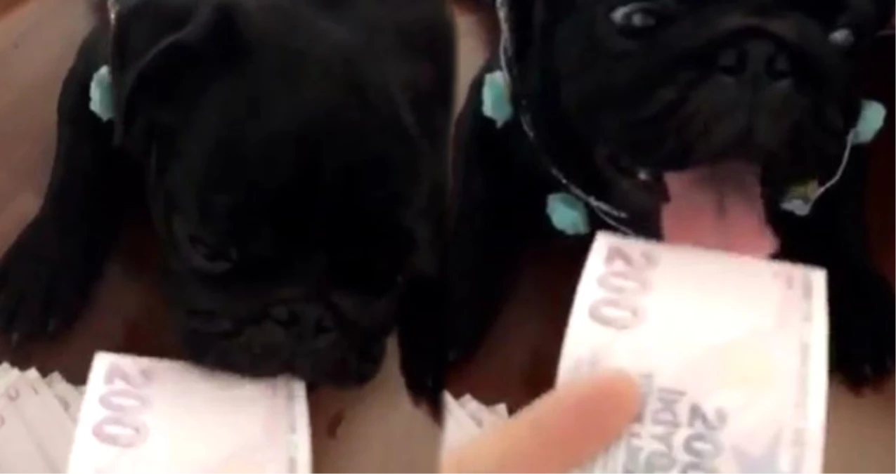 Zengin Playboy, Köpeğini 200 Liralık Banknotla Besledi