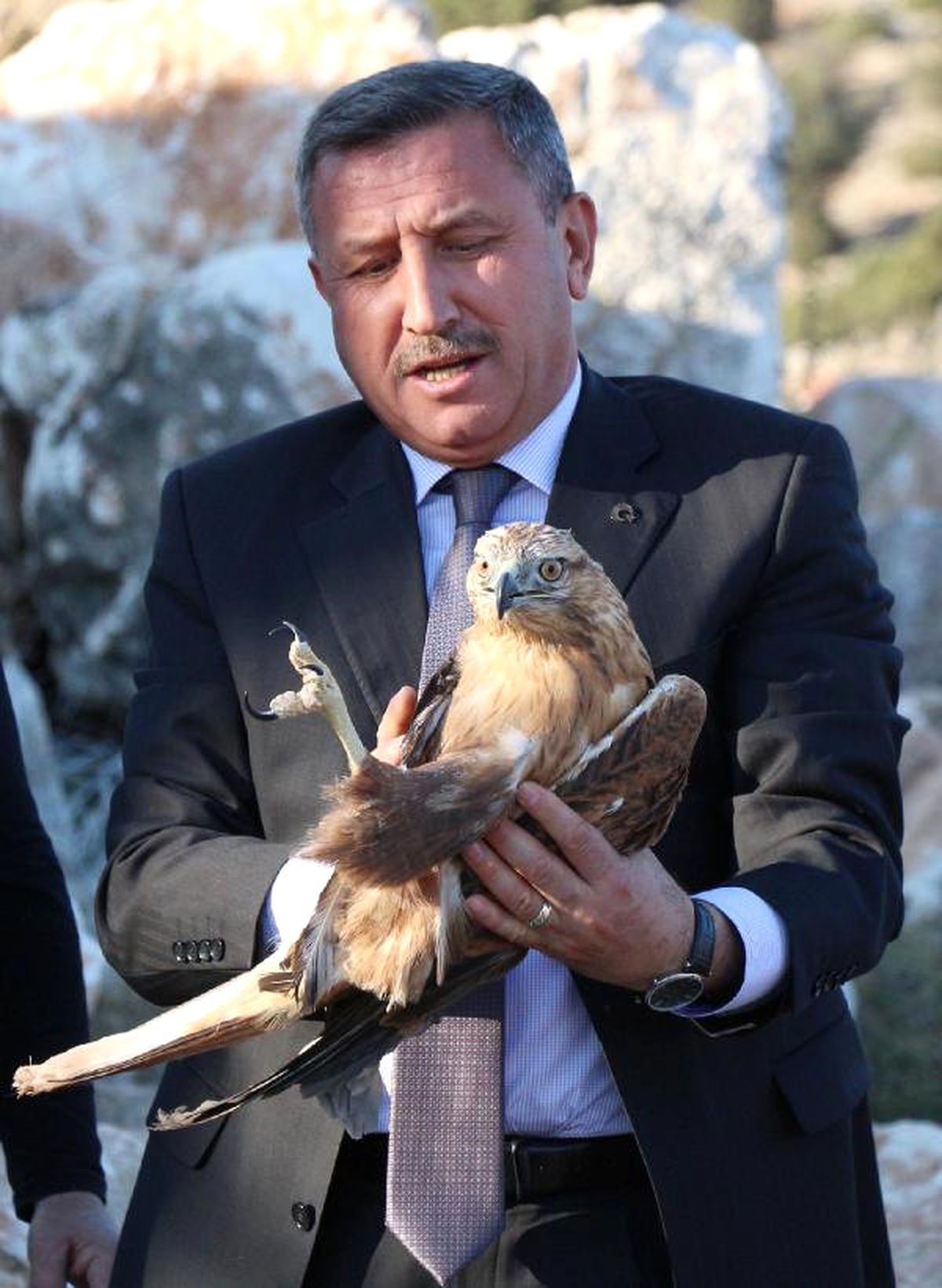 Burdur\'da Tedavi Edilen Leylek, Şahin ve Pelikan Doğaya Salındı