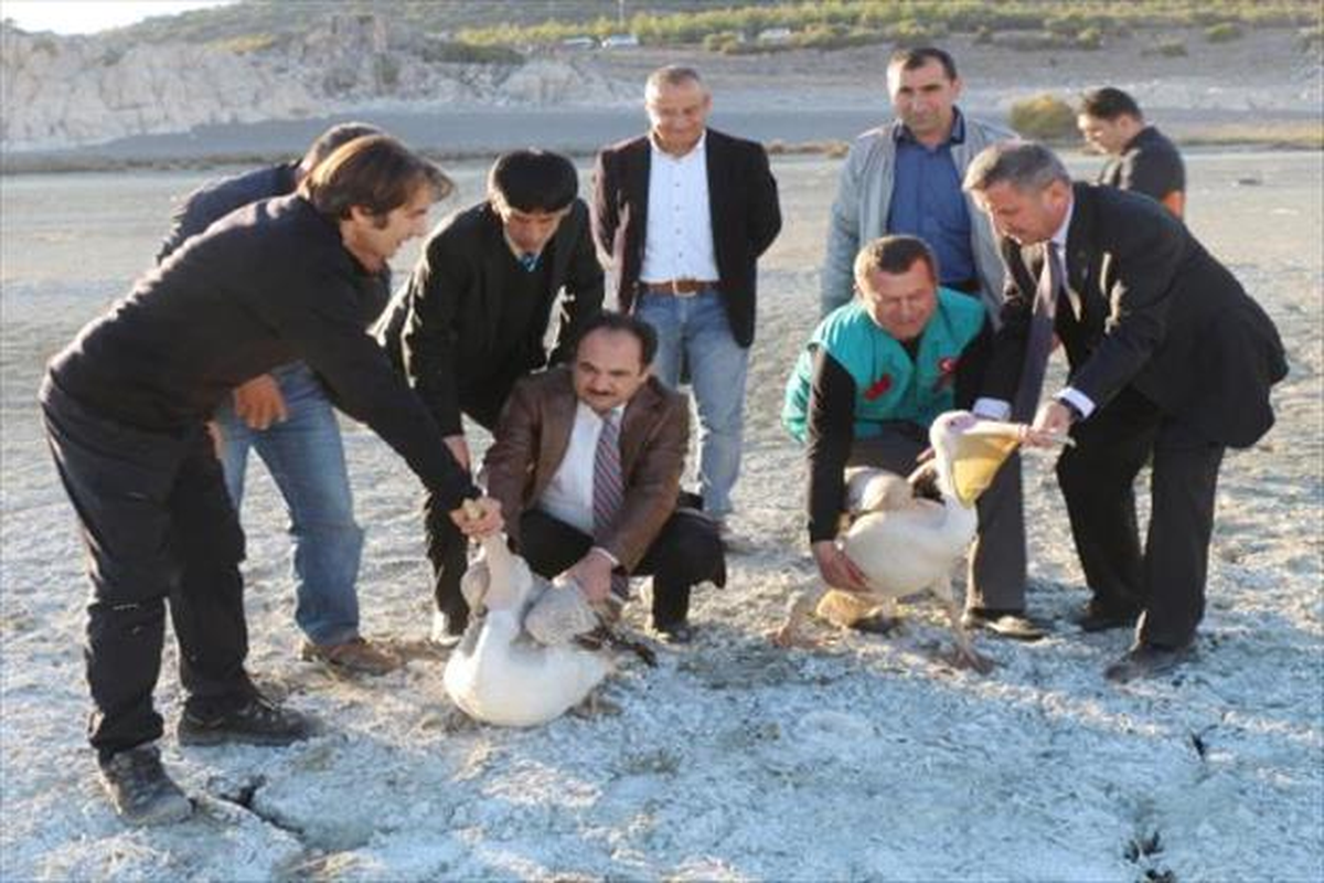 Burdur\'da Tedavi Edilen Leylek, Şahin ve Pelikan Doğaya Salındı