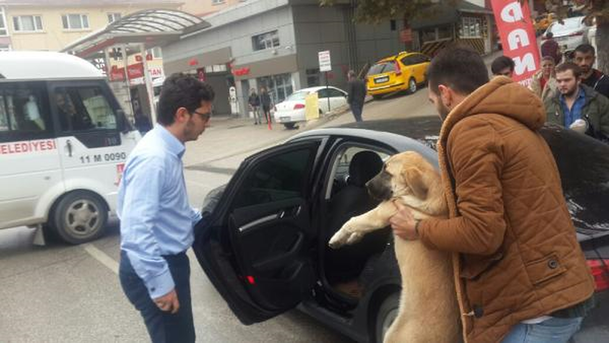 Çarptığı Köpeği Veterinere Götürdü