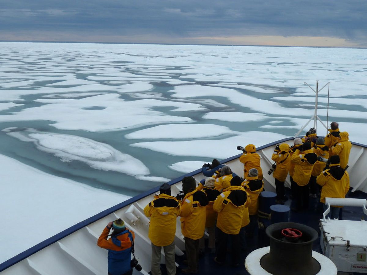 Kanada'da Denizden Gelen Gizemli Ses Hayvanları Kaçırdı