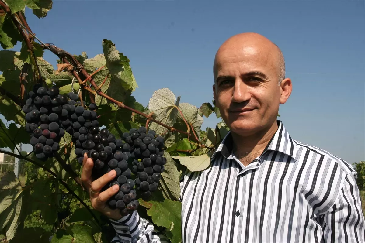 Karadeniz\'in Kokulu Üzümleri Tescillendi