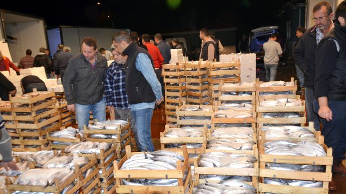 Palamut Sezonu Yerini Çinekopa Bıraktı