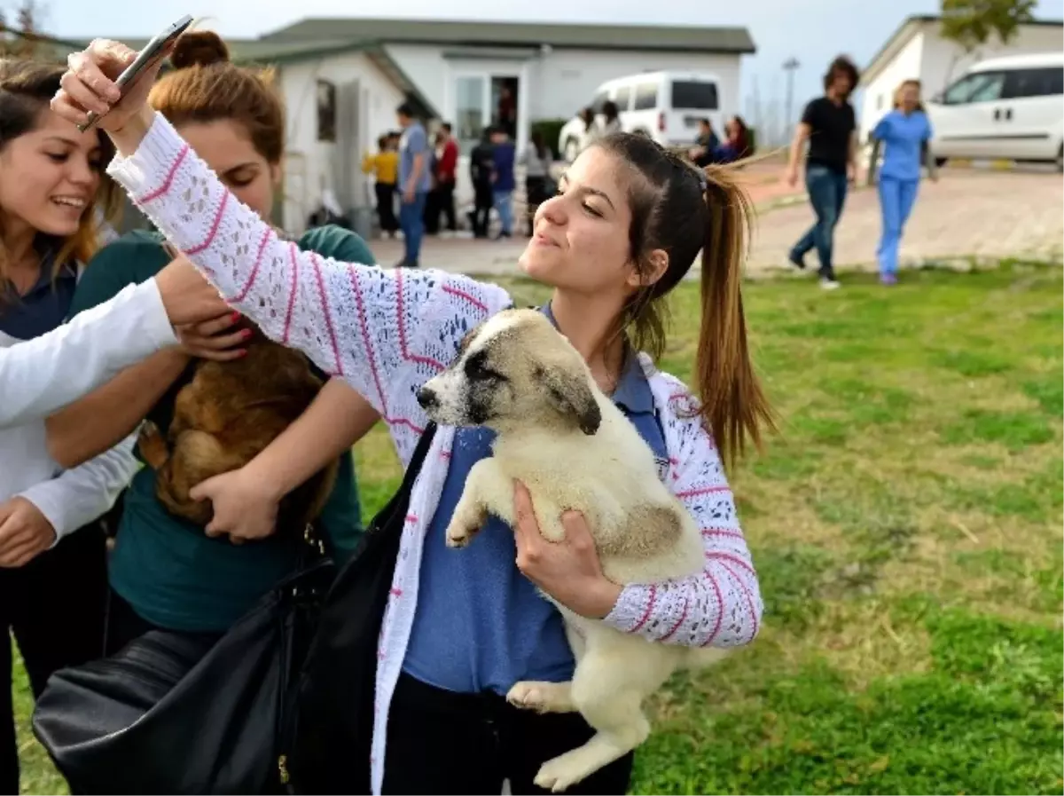 Sokak Hayvanları İçin Ödüllü Fotoğraf Yarışması