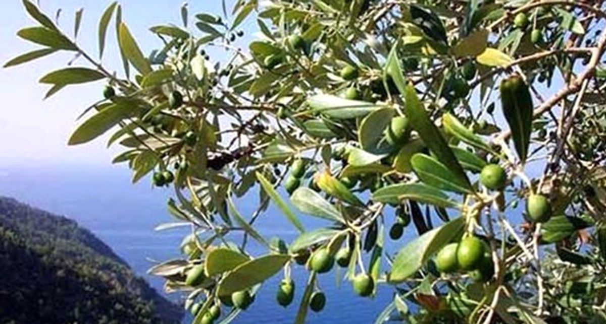 Zeytin Ağacı Çeşitleri Mercek Altına Alındı