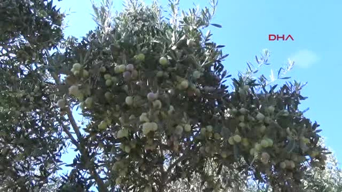 Antalya - Gazipaşa\'da 37 Bin Ton Zeytin Rekoltesi Bekleniyor