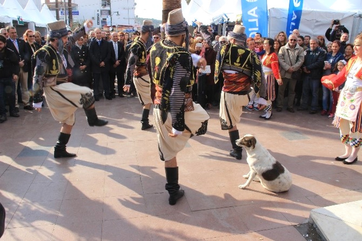Ayvalık\'ta Sokak Hayvanlarına Gösterilen Hoşgörü Dikkat Çekiyor