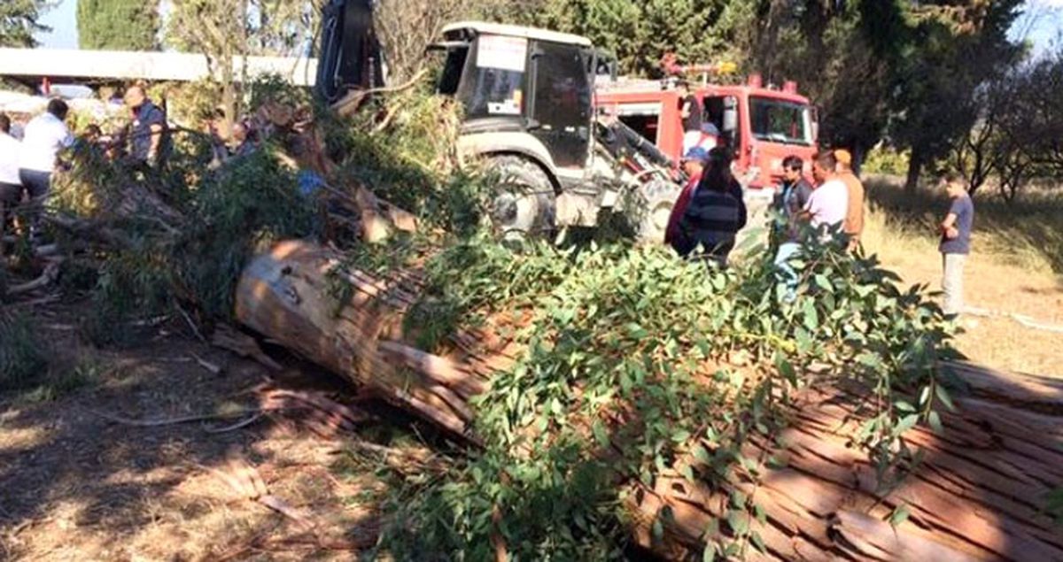 Devrilen Ağacın Altında Can Verdi