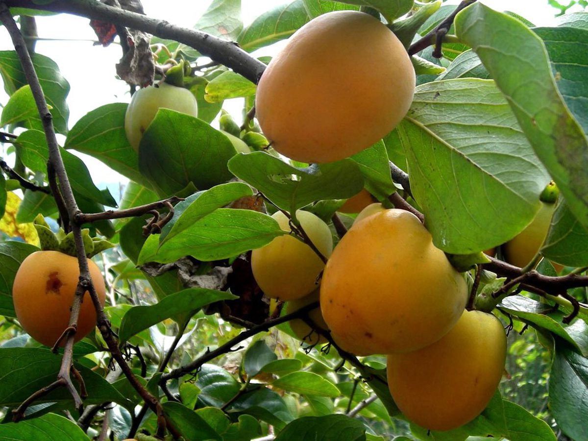 Gölbaşı\'nda Hurma Hasadı Başladı