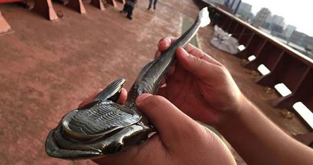 Okyanus Sakini Olan Vantuz Balığının Hatay'da Yakalanması Şaşkınlık Yarattı