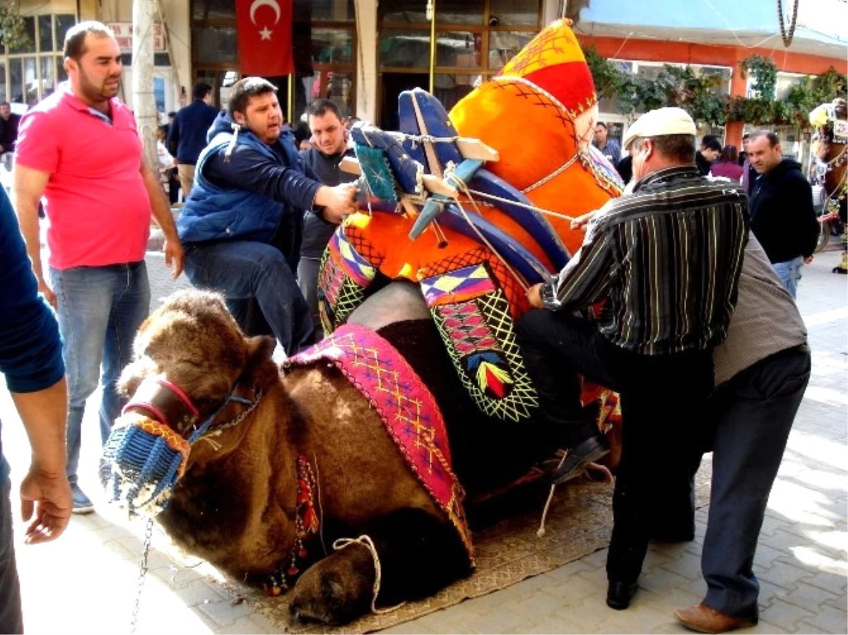 Sarıgöl\'de Develere Törenle Havut Giydirildi