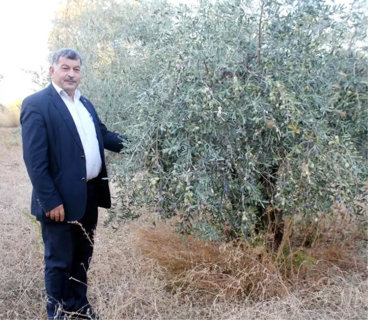 Gazipaşa\'da 37 Bin Ton Zeytin Rekoltesi Bekleniyor