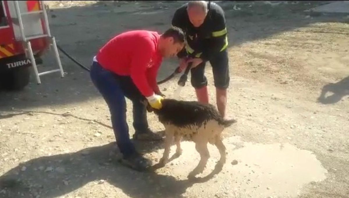 İnşaat Temeline Düşen Keçiyi Kurtarmak İçin Seferber Oldular