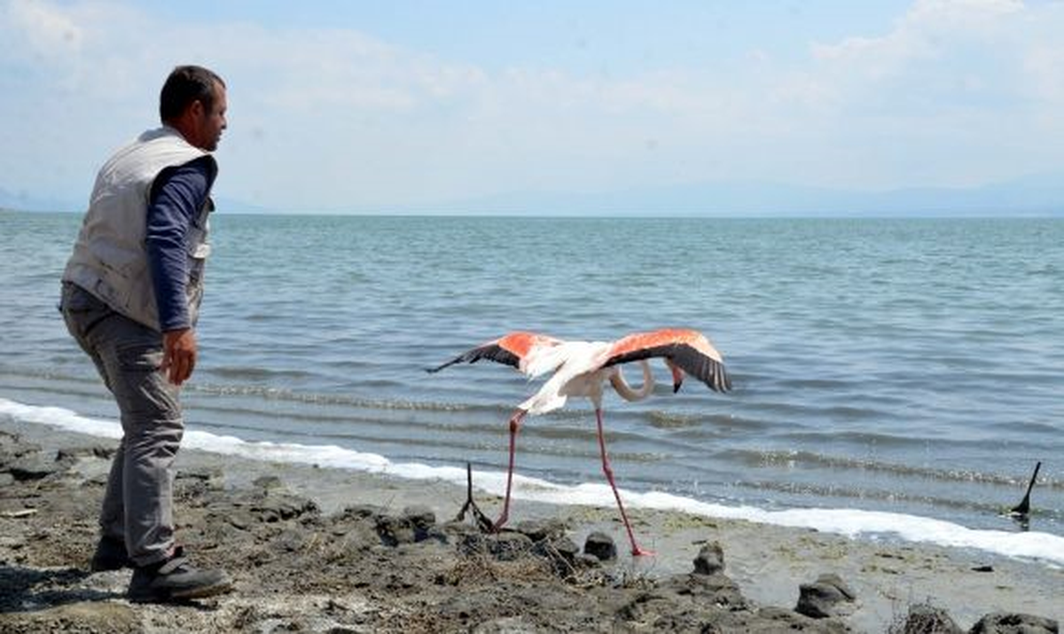 İskenderun Körfezi\'nde Hasta Flamingo Bulundu
