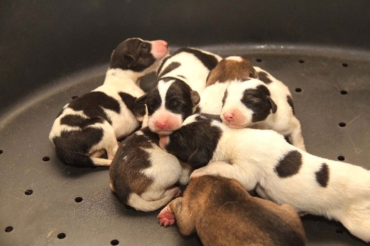 Kanaldan Kurtarılan Anne Köpek ve Yavruları Emin Ellerde